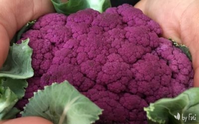 Crema de Coliflor